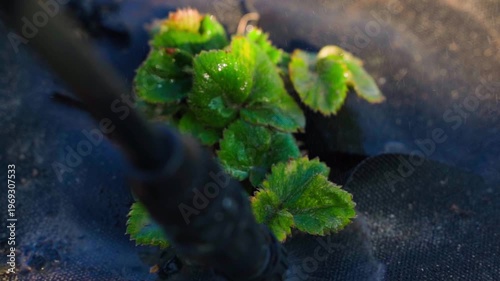 Wallpaper Mural Spraying strawberry bush leaves with disease and pest treatment close-up spring garden bed care Torontodigital.ca