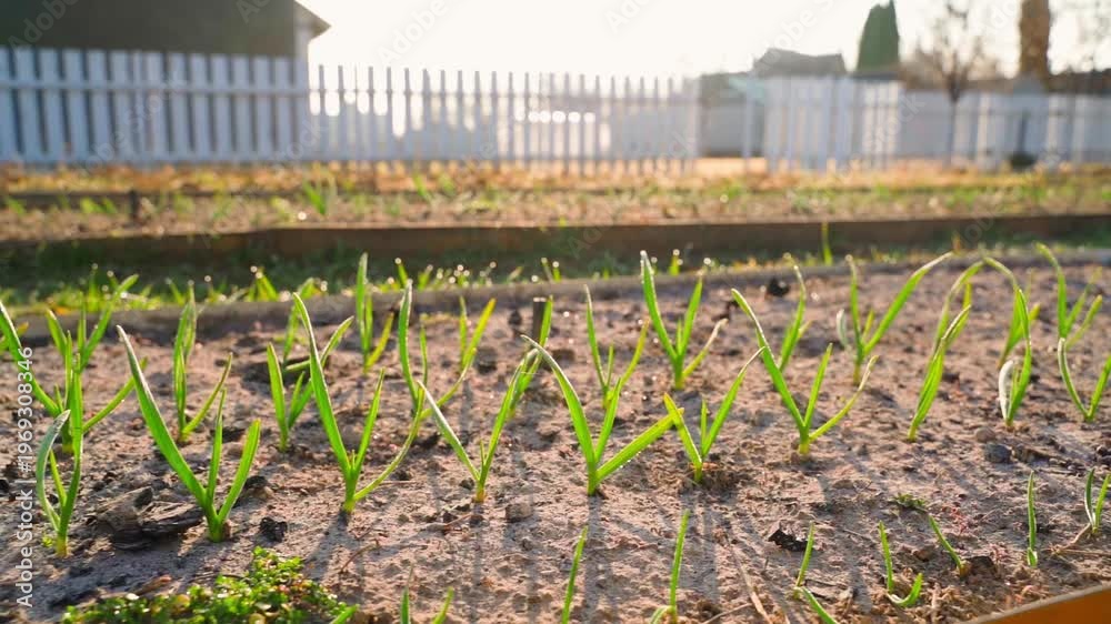 custom made wallpaper toronto digitalSmooth camera movement along garden bed with sprouted garlic and green onions on sunny spring morning