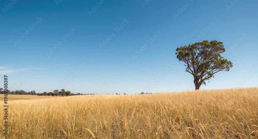 Fototapeta premium Golden grassy plain with single eucalyptus standing tall under a sunny blue sky