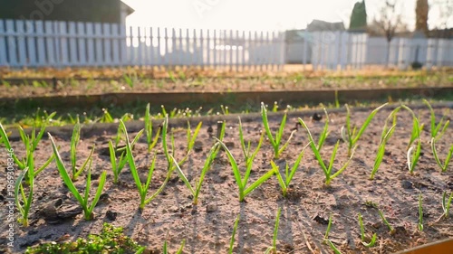 Wallpaper Mural Smooth camera movement along garden bed with sprouted garlic and green onions on sunny spring morning Torontodigital.ca
