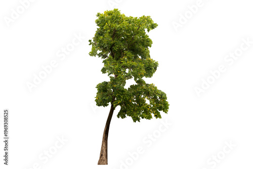 An isolated image of a large, fully grown, beautifully foliaged tree in nature, on a PNG file with a transparent background.