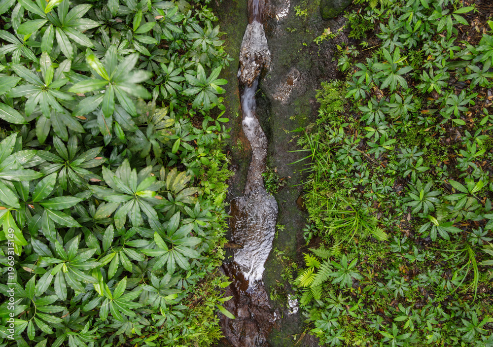 Fototapeta premium Aerial view of Ferns and Pristine Flowing Water in the Wilderness View from Above, Lush Green Forest Stream in Vibrant Rainforest.