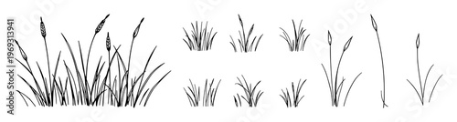Grass set with varying blades and subtle shading in a minimalist style featuring botanical, foliage, greenery with line art and illustration
