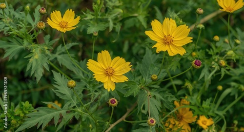 Yellow cosmos blossoms developing alongside bright green foliage and young buds