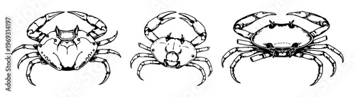 Hand-drawn scientific illustration of a horseshoe crab, marine biology detail, antique woodcut style, white background. set with simple line art design featuring simple design, minimalist, black an...