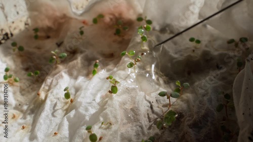 Wallpaper Mural Sprouted wild strawberry seeds on napkin watered with drops from medical syringe close-up Torontodigital.ca