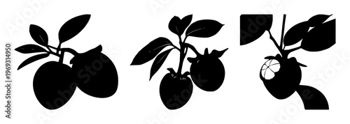 Mangosteen set with solid black silhouette of a whole fruit featuring tropical fruit, black silhouette, green crown with line art and illustration