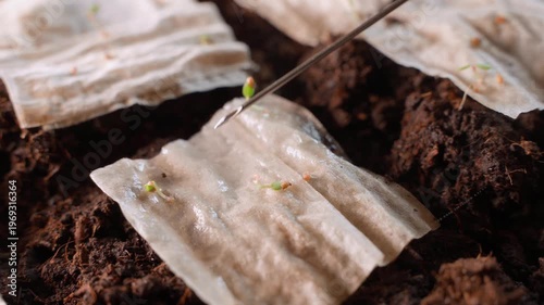 Wallpaper Mural Moistening sprouted strawberry seeds with syringe close-up Torontodigital.ca
