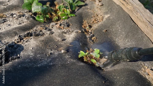 Wallpaper Mural Young strawberry bushes with small leaves treated with fungicide on sunny spring day Torontodigital.ca