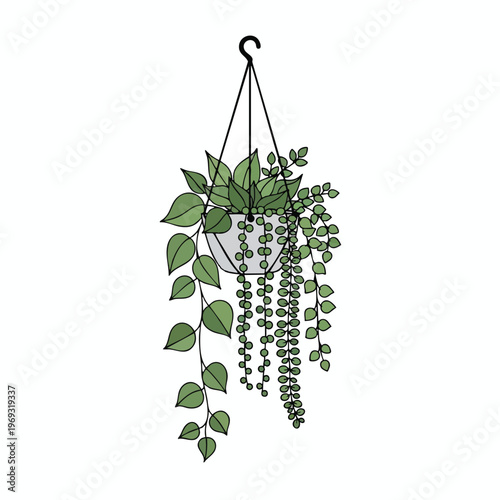 A hanging basket with two types of green leafy plants on a white background