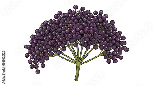 Elderberry Cluster Illustration - Fresh Organic Fruit for Health & Wellness Products