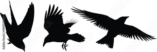 Silhouetted birds in flight a dramatic composition of avian forms against a white background