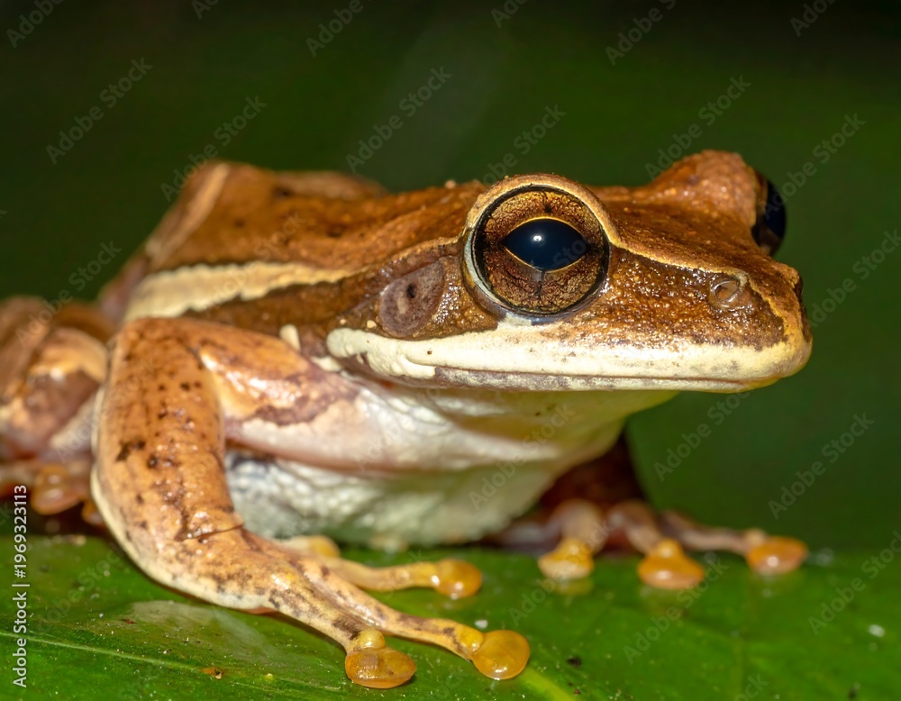 Obraz premium A close-up photo of a brown frog sitting on a green leaf