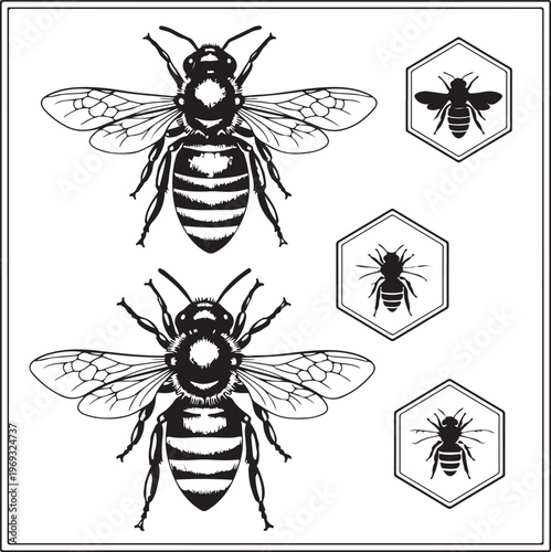 Set of honey emblems and design elements. Honeycombs, bee silhouettes.