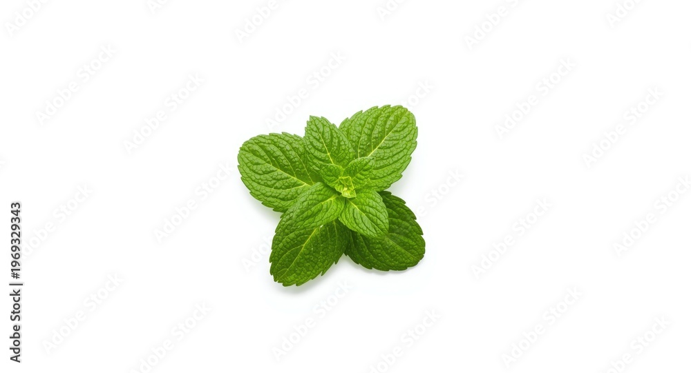 Fototapeta premium White background showcasing a fresh mint herb plant with detailed leaves