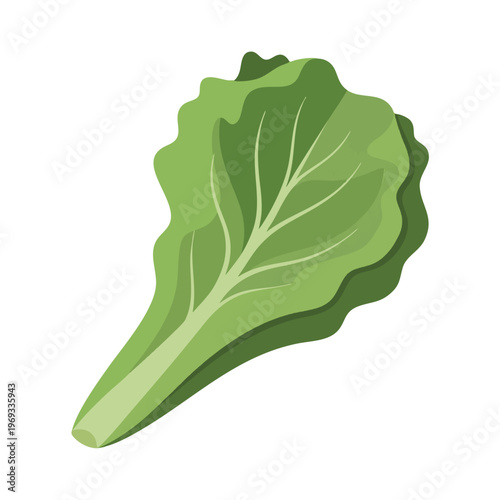 Single green lettuce leaf with ruffled edges and visible veins, on white