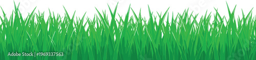Green grass border vector illustration featuring fresh spring lawn blades in a long horizontal row isolated on white background