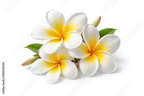 isolated tropical plumeria flowers on plain white background