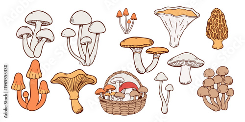 Vector set of forest mushrooms and fungi isolated on white featuring red toadstools and brown edible vegetable caps for autumn nature illustrations.