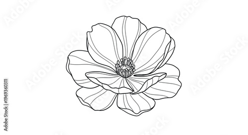 Magnolia flower line drawing, elegant botanical illustration, a detailed line drawing of a