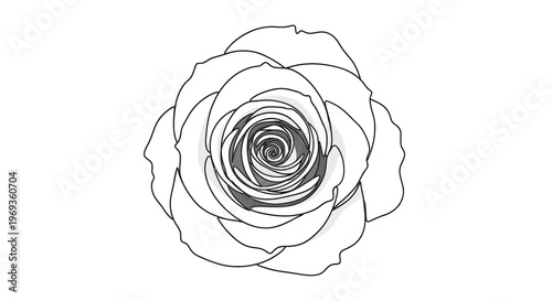 Detailed sketch of a rose flower head, top view, minimalist line art