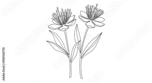Pair of flowers, minimal line art drawing, a simple, elegant line drawing of two blooming