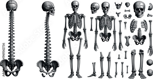 Human skeleton anatomy illustration set with skull spine ribcage and bones in detailed medical style isolated on white background, healthcare education science concept