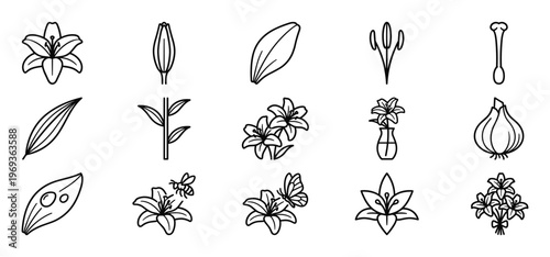 Collection of black outline lily flower icons depicting various stages and elements of the plant