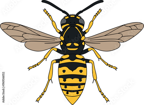 Wasp insect illustration with detailed wings and yellow black striped body isolated on white background, nature entomology wildlife bug design concept
