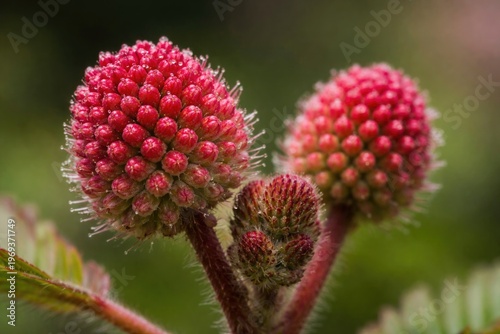 Close up image of sensitive red mimosa pudica buds showing detailed texture