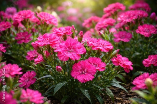 Bright pink dianthus flowers blooming vibrantly in a lush garden bed