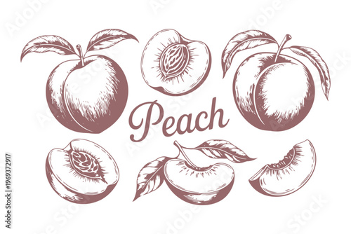 Hand drawn of whole and sliced peaches with leaves and text fruit whole peach