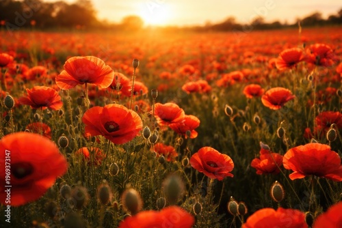 A vibrant field of poppies basking in warm summer evening light