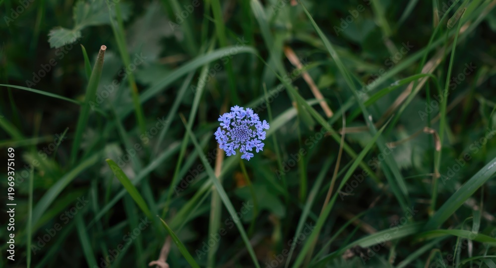 Fototapeta premium wild blue blossom cluster in lush grass