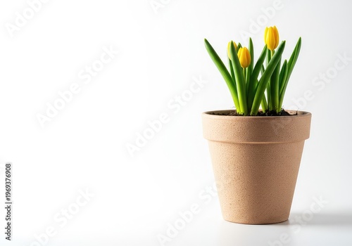 Pure white background highlights the potential for growth. A single empty ceramic pot waits for planting and future bloom, beginning, pristine, development