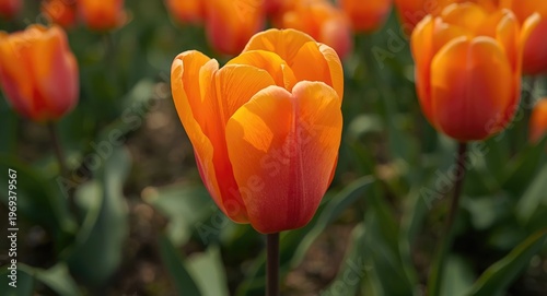 Vibrant close up of an orange tulip blooming in a vast tulip field
