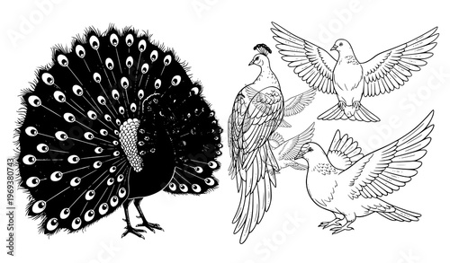 Peacock and dove black and white vector bird illustrations