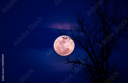 Pink moon photographed on April 1 2026