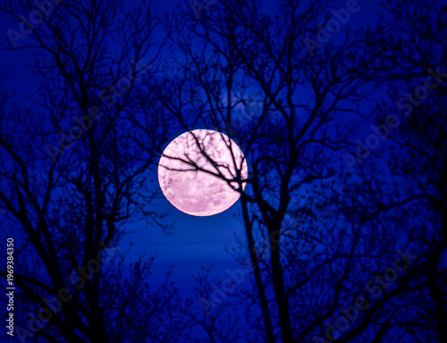 Pink moon photographed on April 1 2026