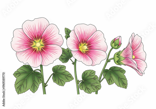 Elegant pink hollyhock flowers with green leaves and stems in detailed illustration