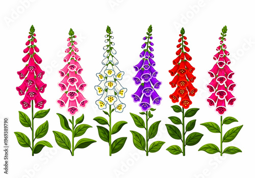 Five vibrant foxglove flowers in various colors standing tall with green leaves.