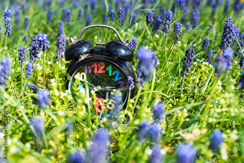Alarm clock black surrounded by purple flowers in nature. No people.