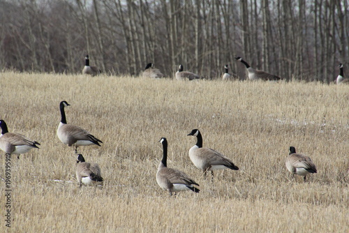 Wallpaper Mural canadian geese in the field Torontodigital.ca