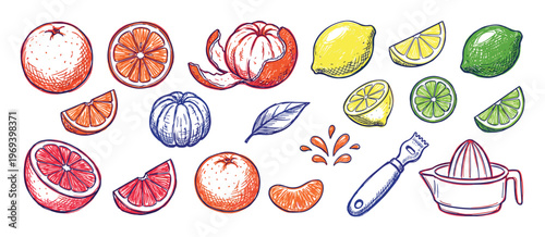 Various hand-drawn citrus fruits including oranges, lemons, limes, and grapefruits, depicted whole, sliced, and peeled, with kitchen tools