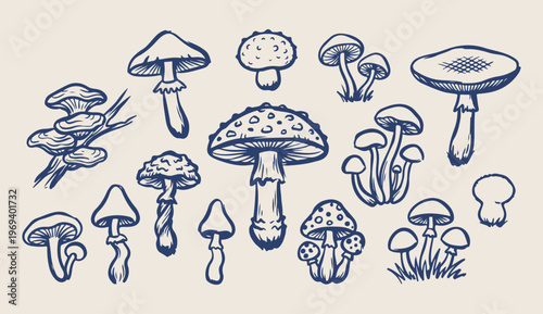 Wild mushrooms fungi, forest nature doodle, autumn harvest vector, botanical mushroom line art, woodland pattern background, organic food icons, hand drawn fungi
