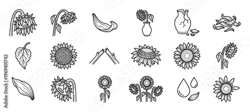 Collection of hand-drawn black and white sunflower illustrations depicting various stages of growth, elements, and related objects
