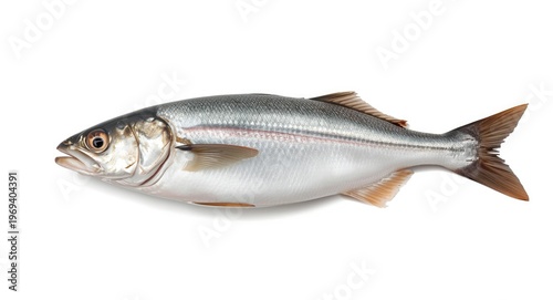 European Hake fish showing natural texture over solid white background
