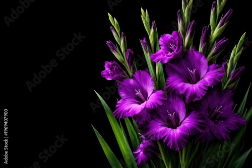 Vibrant purple gladiolus blooms with lush green stems on black copy space background