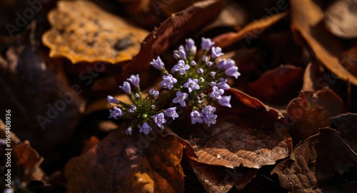 Tiny violet flower heads contrasted with fall colored leaves