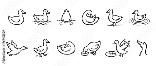 Collection of simple black outline duck illustrations depicting various actions like swimming, flying, walking, and feeding